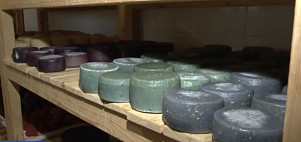 В Саратовской области начали производство сыра с чернилами каракатицы и трюфелем